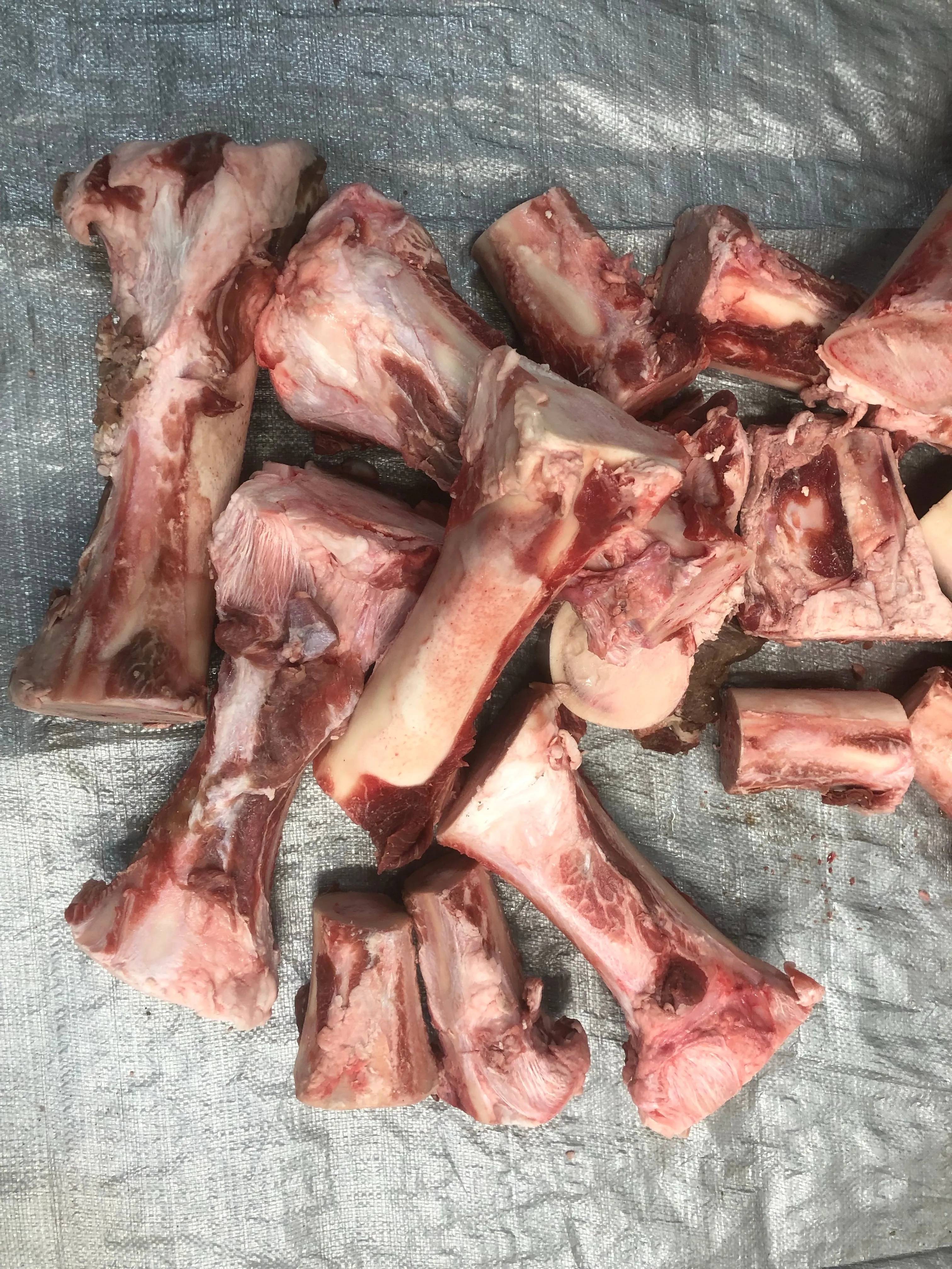 Beef Femur Bones *2 Sizes Available*