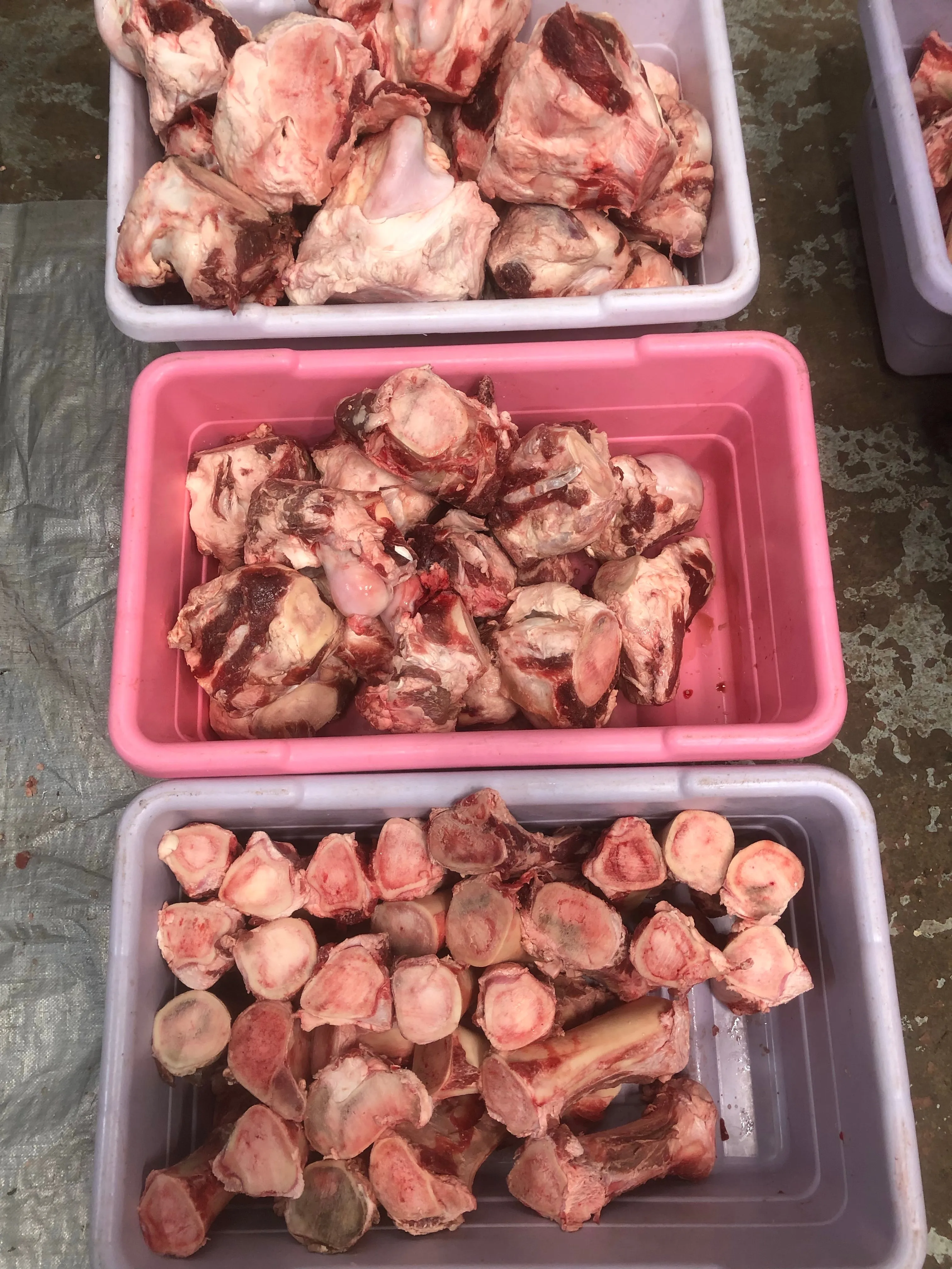Beef Femur Bones *2 Sizes Available*