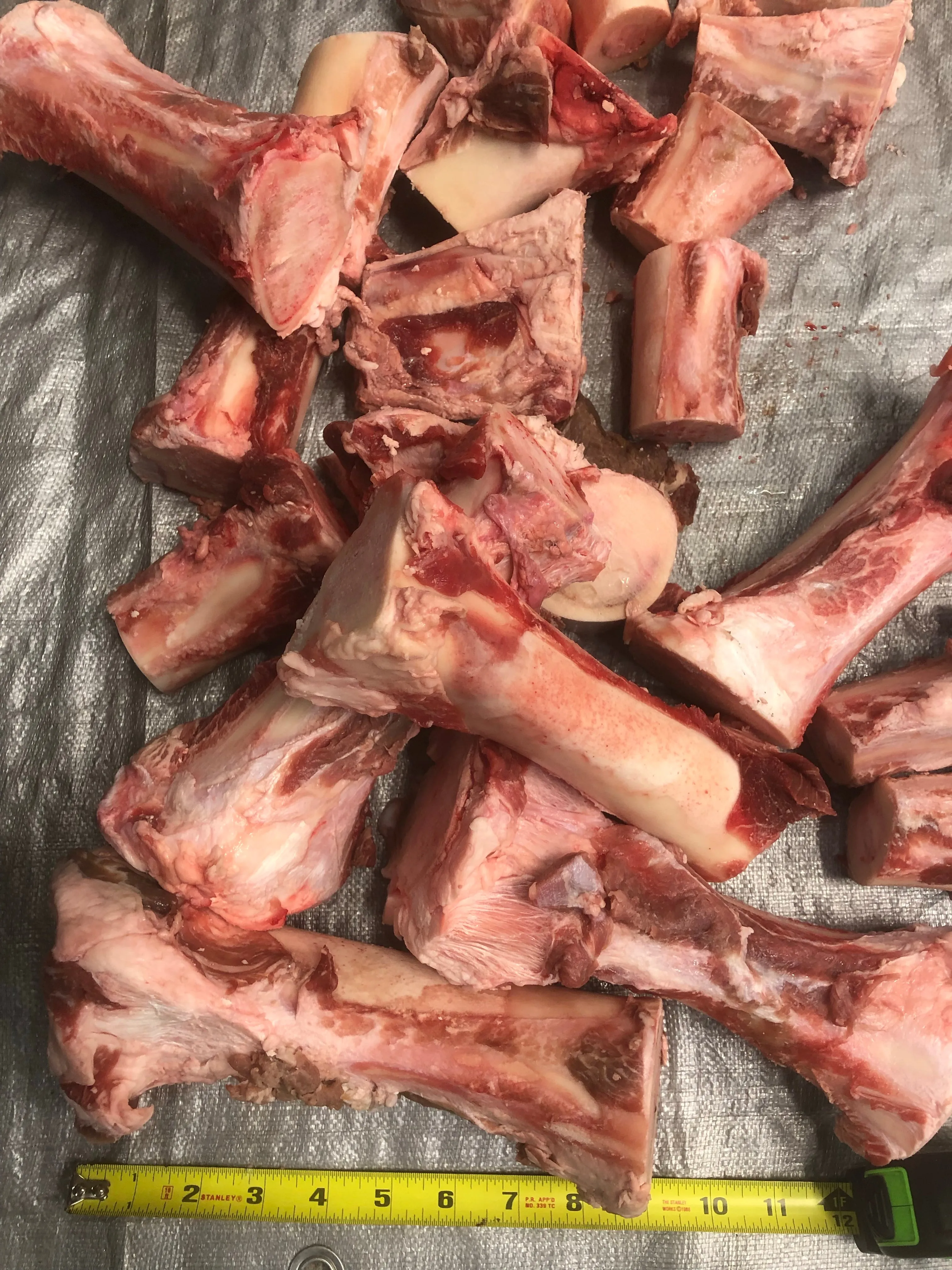 Beef Femur Bones *2 Sizes Available*