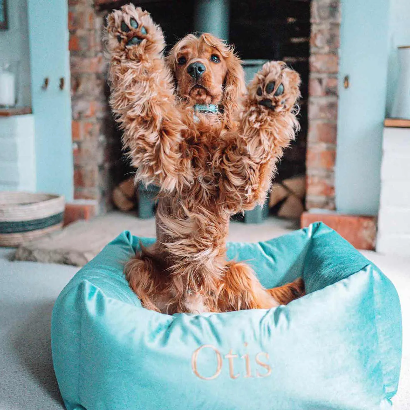Box Bed For Dogs in Duck Egg Velvet by Lords & Labradors