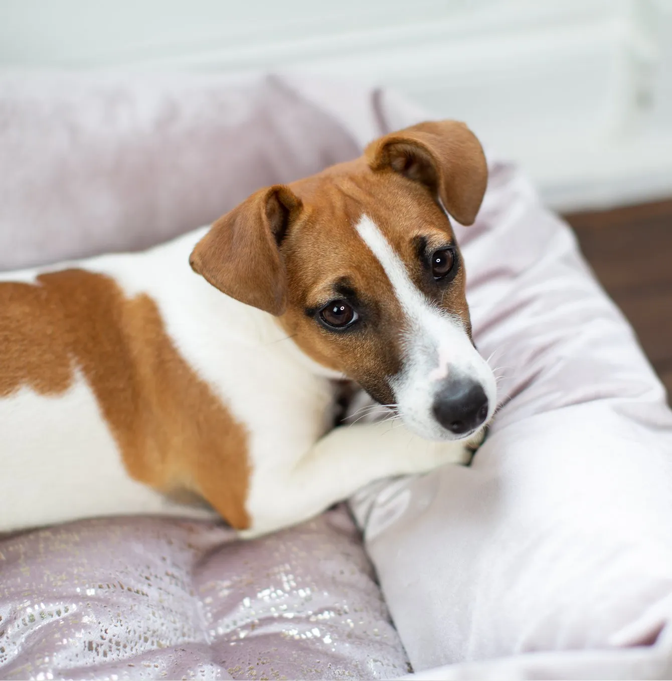 Box Bed For Dogs in Rose Gold Velvet by Lords & Labradors