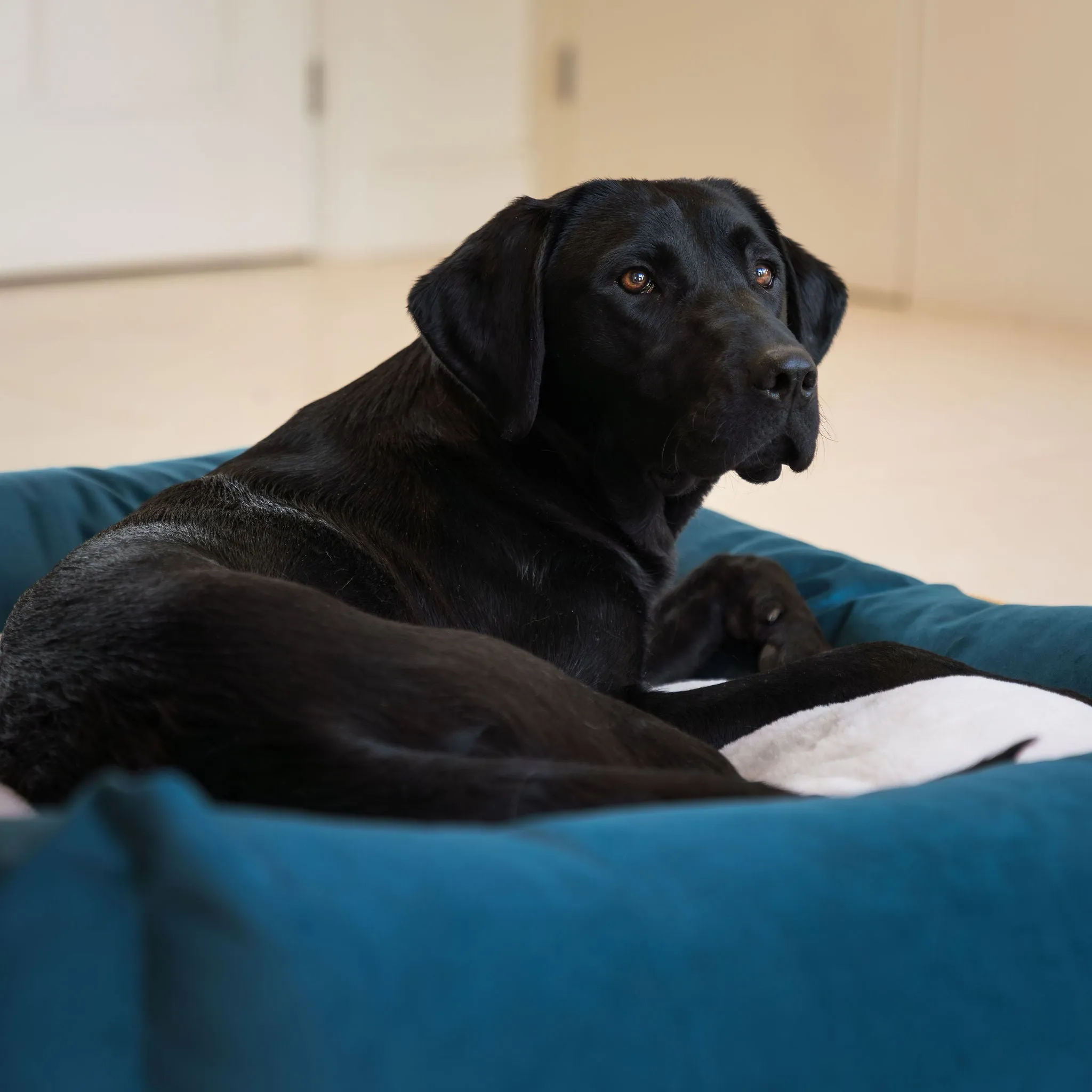 Box Bed With Removable Covers In Marine Velvet by Lords & Labradors
