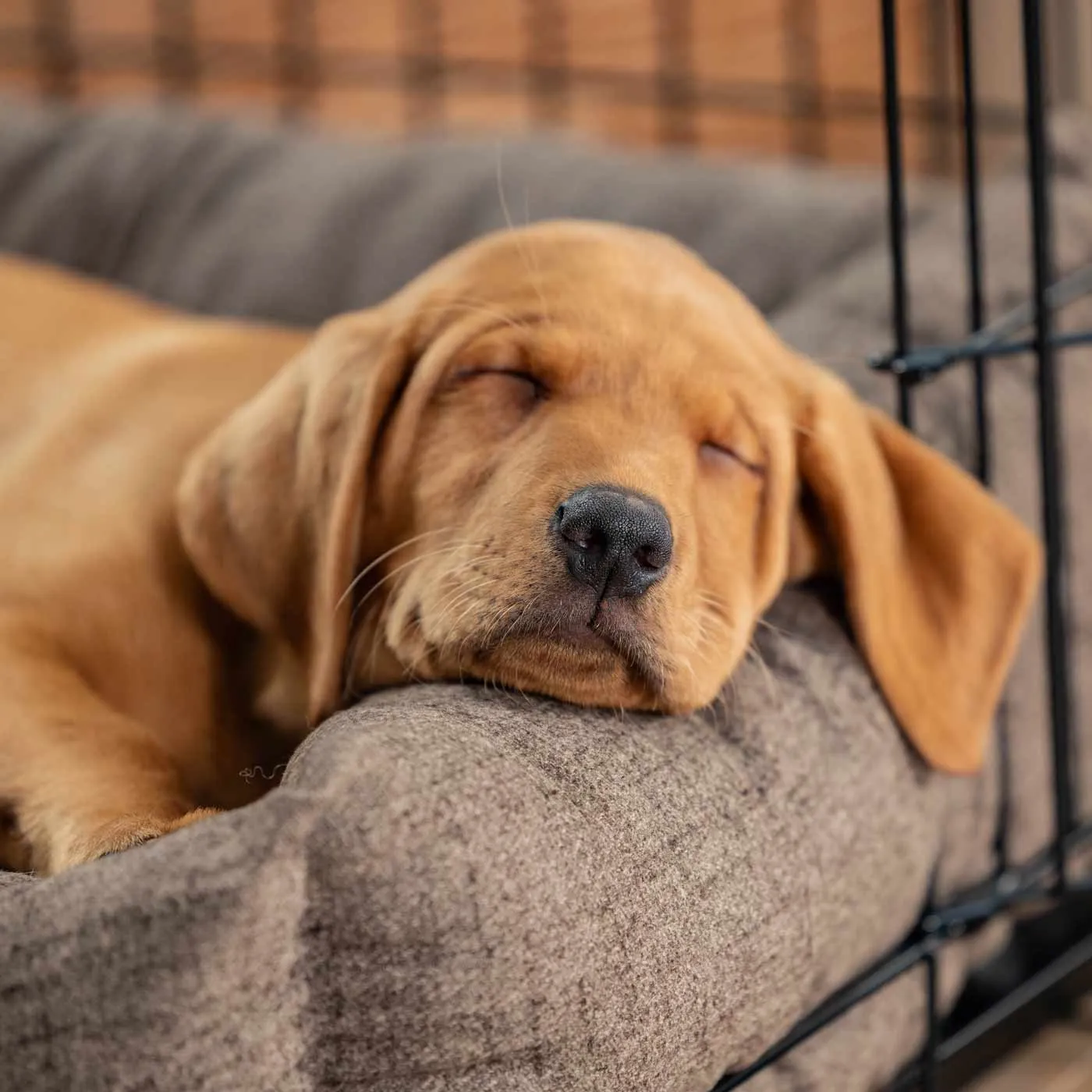 Cosy & Calming Puppy Crate Bed With Removable Covers In Inchmurrin Umber by Lords & Labradors