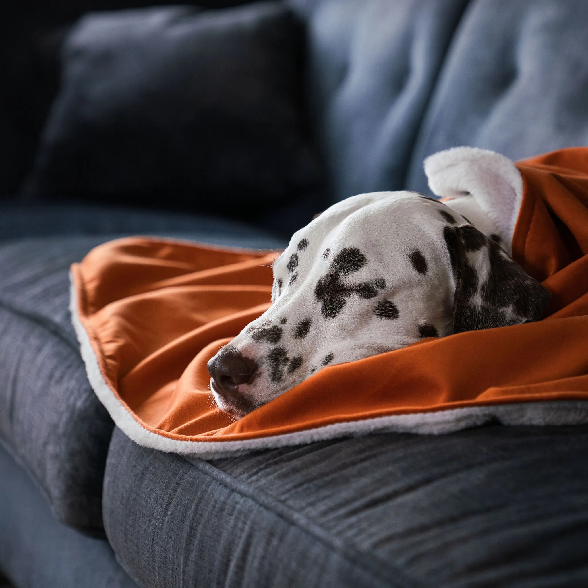 Dog & Puppy Blanket in Pumpkin Velvet by Lords & Labradors