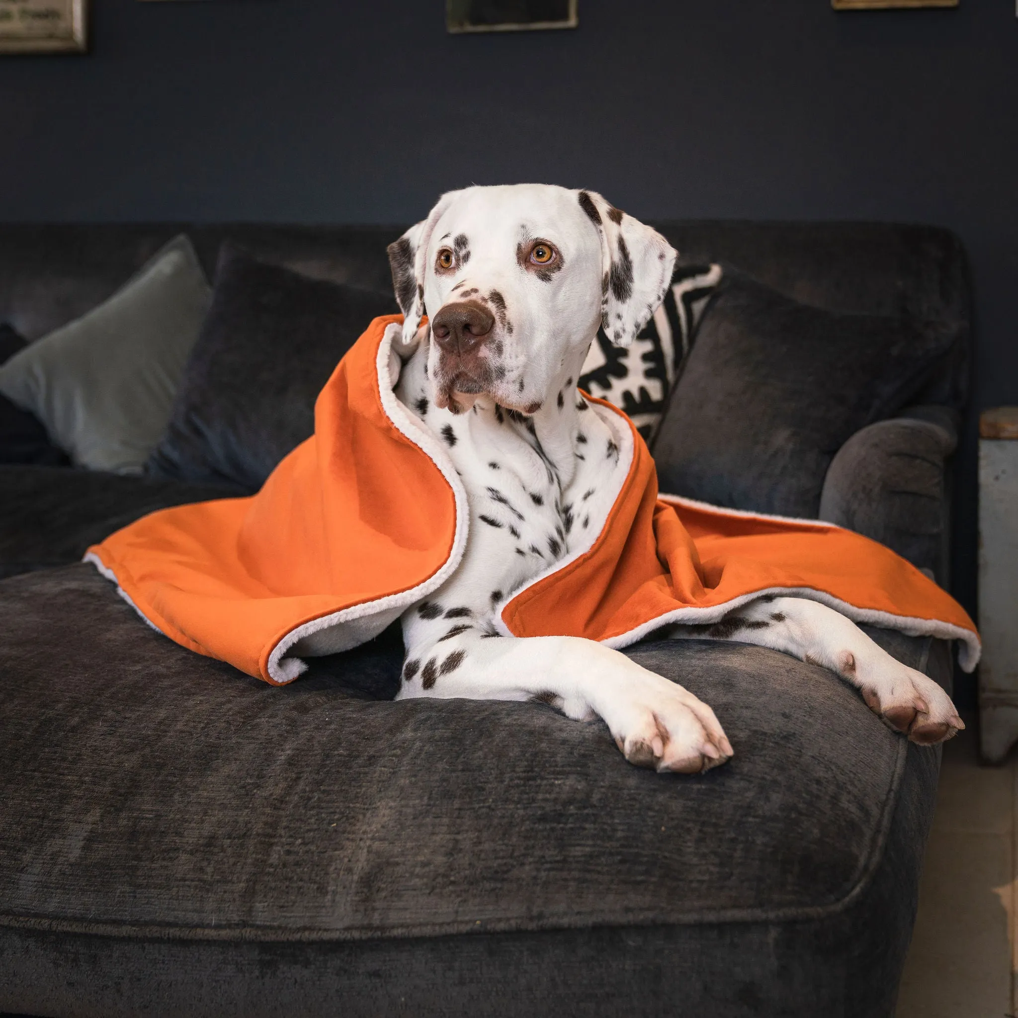 Dog & Puppy Blanket in Pumpkin Velvet by Lords & Labradors