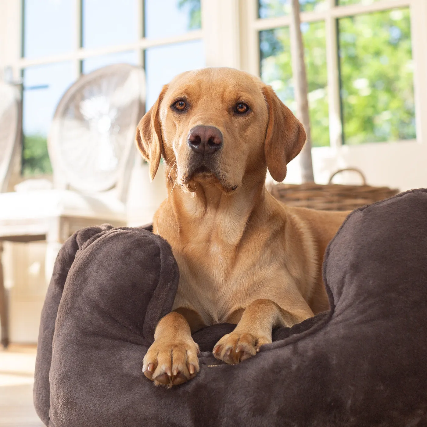 High Wall Bed in Calming Anti-Anxiety Dusk Faux Fur by Lords & Labradors