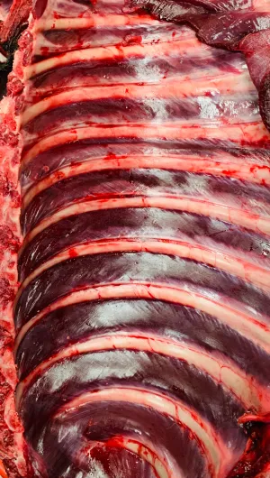 Kangaroo Ribs