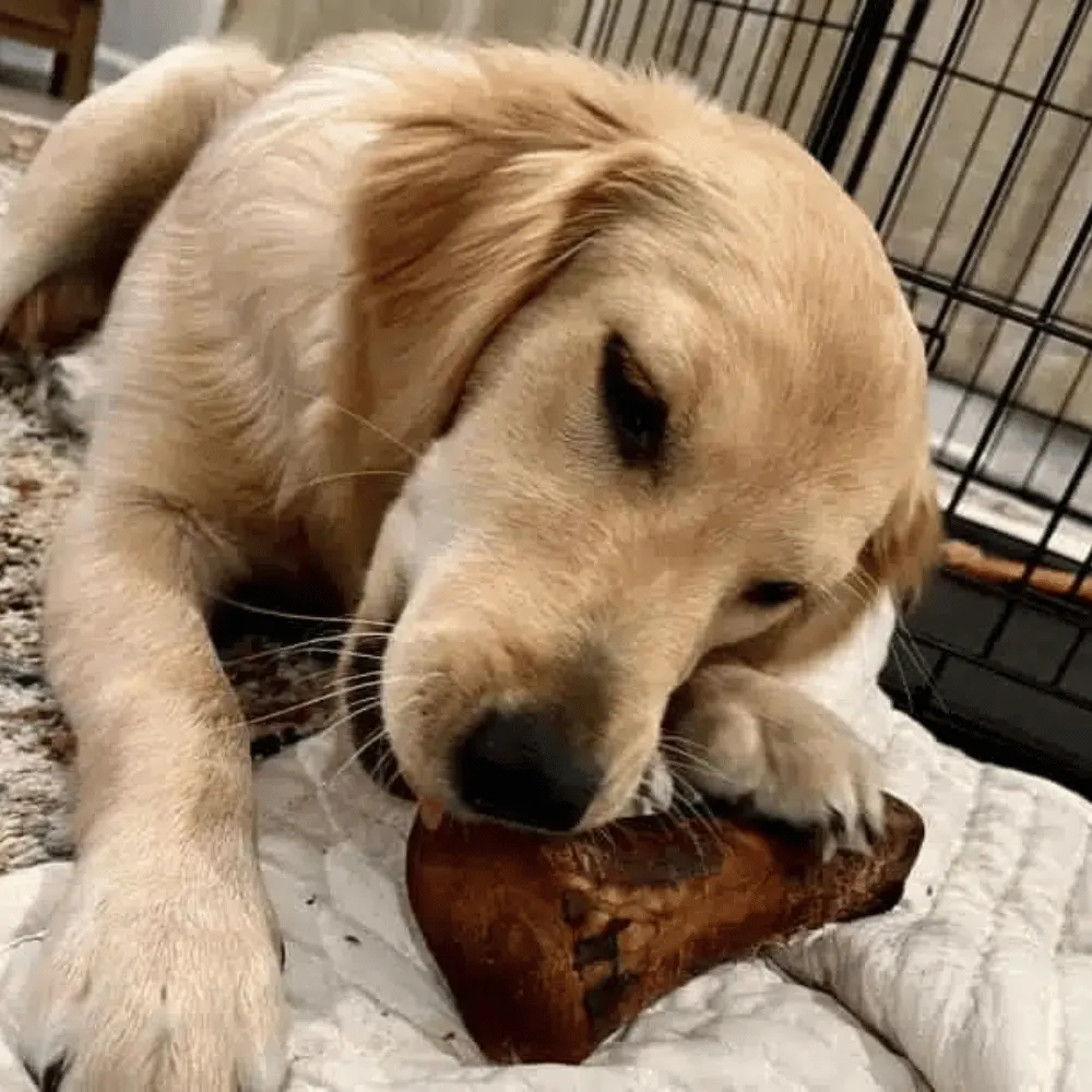 Kanu Pet Smoked Beef Marrow Bones Dog Treat