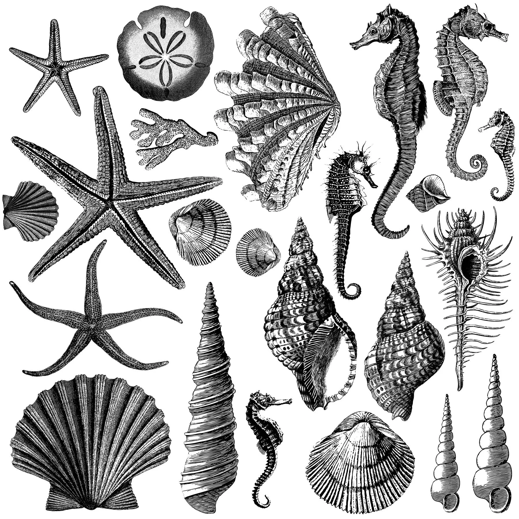 Seashore Stamps Iron Orchid Design